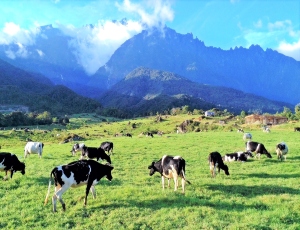 4H3M Kundasang - Kota Belud - Kota Kinabalu (Minimum 6 Orang)